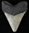 Bargain Megalodon Tooth - North Carolina #20811-2